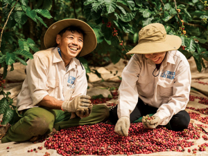 Xuất khẩu cà phê đạt hơn 1 tỷ USD trong tháng 1/2026