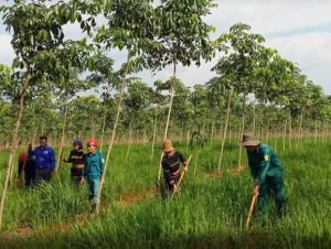Binh đoàn 15: Xây dựng “vành đai xanh” kinh tế - quốc phòng vững chắc