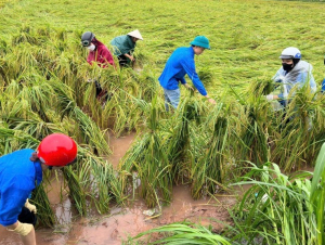 Đề xuất nâng hỗ trợ phí bảo hiểm nông nghiệp lên tới 95% cho hộ nghèo
