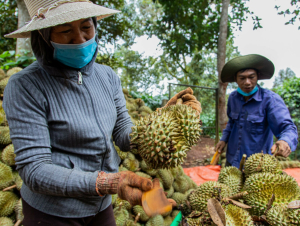  Xuất khẩu sầu riêng đạt hơn 117 triệu USD