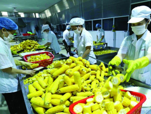 10 chủng loại rau quả xuất khẩu đạt giá trị cao nhất trong tháng 1/2026
