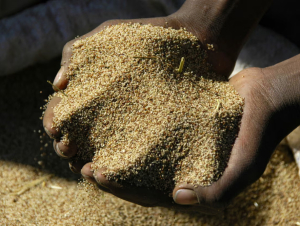 AI và các tập đoàn công nghệ đang “can thiệp” vào hệ thống lương thực toàn cầu