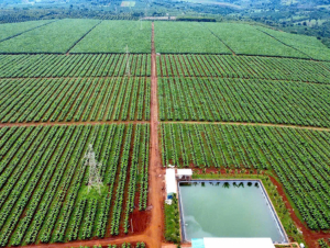 Vốn đầu tư vào nông nghiệp tại Gia Lai tiếp tục chiếm tỷ trọng lớn