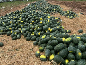 Gia Lai đề nghị hỗ trợ tiêu thụ hơn 2.400 ha dưa hấu đang vào vụ thu hoạch