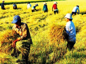 Đảm bảo việc điều hành sản xuất và tiêu thụ lúa gạo trong tình hình mới