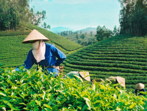 Xuất khẩu nông sản Việt ảnh hưởng lớn từ xung đột Trung Đông