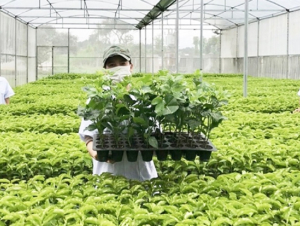 Xử lý nghiêm vi phạm trong buôn bán giống cây trồng giả