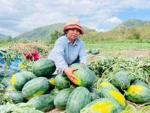 Nông dân trồng dưa hấu tại Gia Lai lỗ nặng