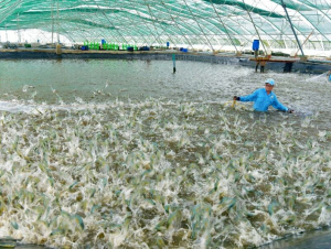 Hợp tác xã và doanh nghiệp nhỏ vẫn đứng ngoài tài chính xanh