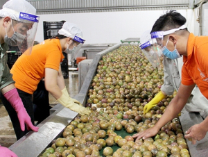 Doanh nghiệp xuất khẩu thực phẩm cần lưu ý quy định đăng ký mới của Trung Quốc