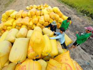 Đề xuất thu mua lúa gạo bổ sung dự trữ quốc gia