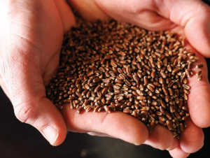 Giống lúa mì tím mở ra hướng nâng cao giá trị dinh dưỡng cho sản phẩm từ lúa mì