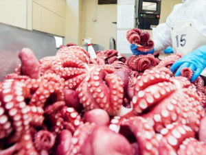 Xuất khẩu mực, bạch tuộc tăng trưởng mạnh