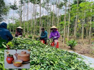 Trà Trầm Hương Tiên Việt: Giải pháp tự nhiên cho giấc ngủ ngon và sức khỏe