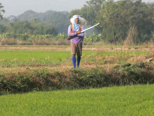 Đông Nam Á đối mặt nguy cơ thiếu phân bón khi giá tăng mạnh do xung đột Iran