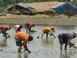 Thiếu phân bón vì chiến sự Iran, nông dân Nam Á đứng trước rủi ro mất mùa