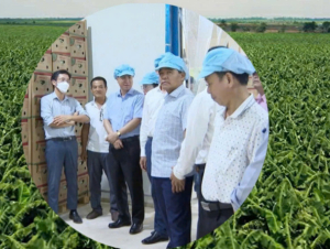 Công ty Duy Tân (Quảng Ngãi) dự thu hơn 100 triệu USD chuối tại Campuchia