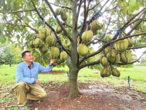 Mở rộng “vé thông hành” cho sầu riêng Gia Lai sang Trung Quốc