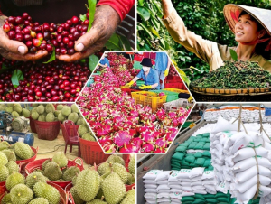 Bài toán nâng tầm chuỗi cung ứng nông sản Việt