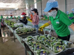Rau quả quý II dự kiến tiếp tục tăng trưởng