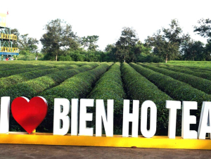 Gia Lai: Giữ 62 ha chè “di sản” để phát triển du lịch