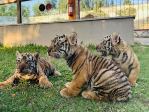Ngắm 3 hổ con Bengal vừa chào đời tại FLC Zoo - Safari Park Quy Nhơn