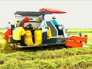 Giá gạo Đồng bằng sông Cửu Long tiếp tục tăng mạnh