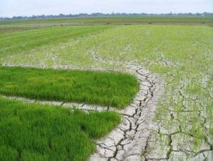 Hạn hán, xâm nhập mặn gia tăng, khuyến cáo không gieo trồng khi thiếu nước