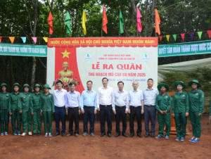 Cao su Chư Sê quyết tâm vượt 10% kế hoạch sản lượng