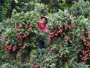 Vải đầu vụ giá tăng cao