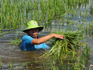 Mưa lớn làm 1 người bị thương và nhiều thiệt hại tại các địa phương