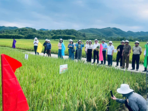 Xã Quỳ Hợp đánh giá đầu bờ giống lúa lai SYN18 đạt năng suất cao 2026