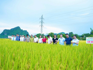 Tam Hợp - Nghệ An: Hội thảo đánh giá hiệu quả giống lúa CS04  trong sản xuất