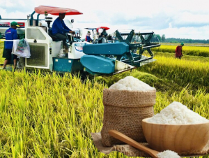 Nông dân ĐBSCL thêm kỳ vọng khi giá lúa gạo phục hồi