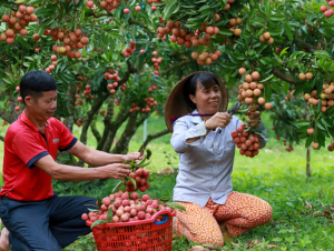 Bộ Công Thương vào cuộc hỗ trợ tiêu thụ, xuất khẩu quả vải