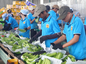 Đề xuất 8 doanh nghiệp hạt nhân, Hoàng Anh Gia Lai là điểm nhấn