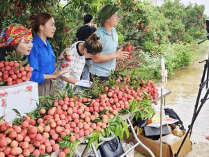 Thương mại điện tử mở đường mới cho chuỗi giá trị nông sản