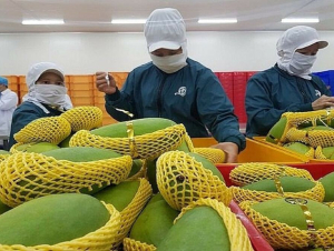 5 tháng xuất khẩu rau quả đạt gần 3 tỷ USD
