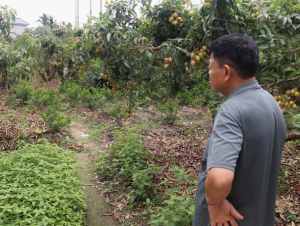 Vải Thanh Hà tìm lối đi giữa hữu cơ và vô cơ