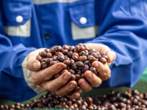 Giá cà phê tiến sát mốc 90.000 đồng/kg