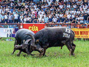 Lễ hội chọi trâu Đồ Sơn 2026: Khôi phục vòng đấu loại sau 8 năm gián đoạn