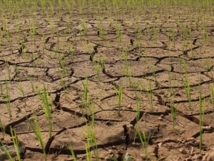 Sản xuất trồng trọt phía Nam chủ động ứng phó El Nino