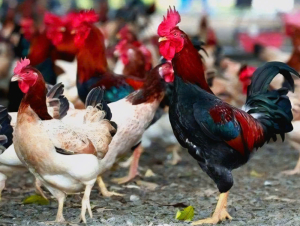 Gà đồi Ba Vì tại xã Quảng Oai khẳng định giá trị từ quy trình chăn nuôi sạch