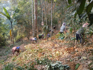 Dưới tán rừng Tam Quang: Sa nhân tím vươn mình phát triển