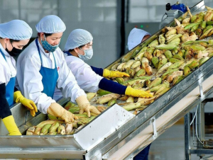 Cục Hải quan yêu cầu ưu tiên thông quan nông sản xuất khẩu trong ngày