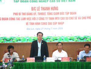 Cao su Chư Sê, Chư Prông: Ổn định bộ máy, chăm lo người lao động sau sáp nhập