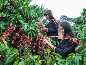 Lo ngại nguồn cung giá cà phê tăng trở lại