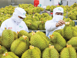 Xuất khẩu sầu riêng tăng tốc, có thể thu gần 1 tỷ USD mỗi tháng