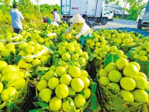 Xử lý nghiêm gian lận mã số vùng trồng, cơ sở đóng gói