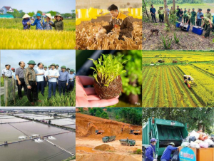 Cắt giảm thủ tục nông nghiệp và môi trường, khơi thông nguồn lực phát triển